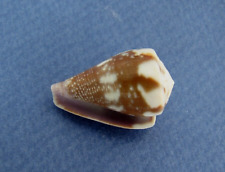 Conus rattus (Rhizoconus) 27,3