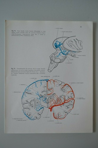 Planche anatomie humaine - planche, d'anatomie