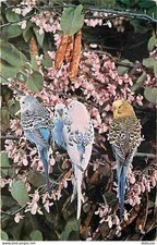 Animaux - Oiseaux - Perruches - Carte Neuve - CPM - Voir Scans Recto-Verso