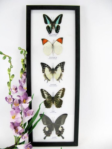 Papillons taxidermie cadre - 5,
