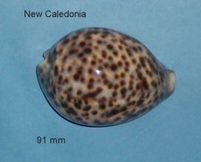 Cypraea  Tigris   New Caledonia   91 mm