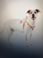 ARCADIA TRAIL STINK FREE HIGH VISIBILITY WATERPROOF DOG HARNESS X-LARGE BRANDNEW