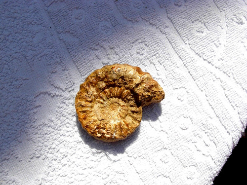Fossile ammonite coquillage - fossile,