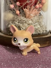 🌸Petshop CHIEN Corgi
