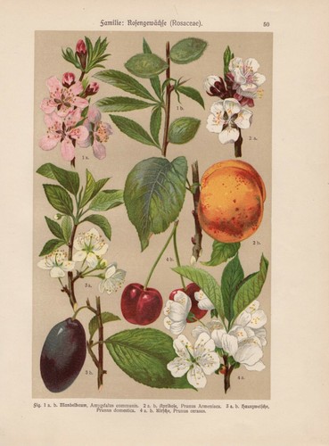 Amandier abricot hauswetsche - amandier,