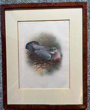 Tableau lithographie  palombe