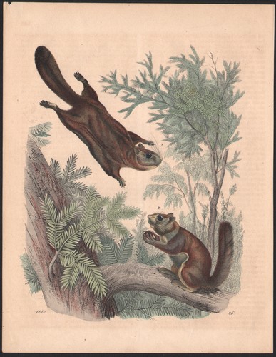 1850 belle lithographie - belle,