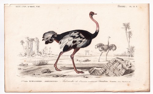 Gravure xixe autruche ostrich - gravure,