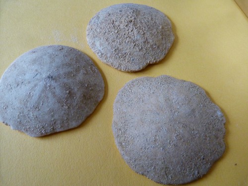 Oursins scutelles des - 3.,