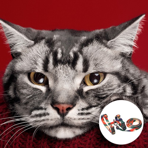 Harnais marche pour animaux - harnais,