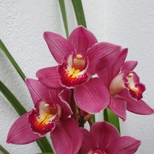 cymbidium Super Pink