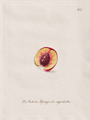 Pfirsich nectarines pomologie - pfirsich,