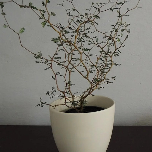 Sophora prostrata little - prostrata, 'little