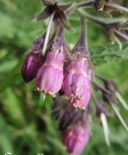 Consoude officinale fleur - consoude,