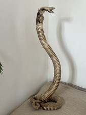 Taxidermie Serpent Ancienne
