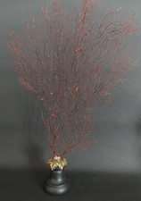 Cabinet de Curiosités gorgone rouge paramuricea clavata sur socle