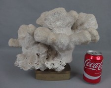 branche de corail blanc ancien