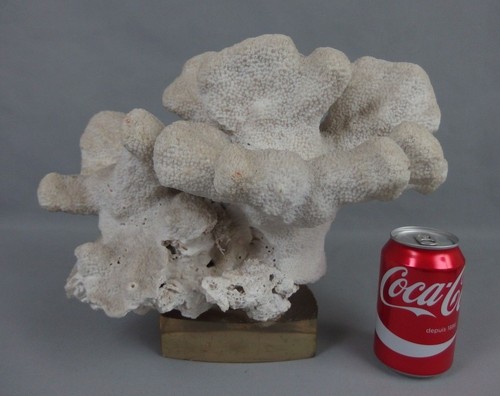 Branche corail blanc ancien - branche,