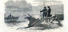 Capture of the sea devil (Manta ray)........ wood engraving...1858