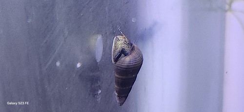 Lot escargots - lot,