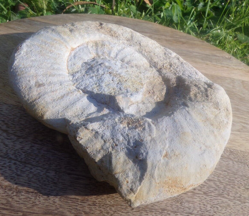 Fossile ammonite diametre env - fossile,