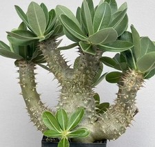 Pot 10cm Rare Plant