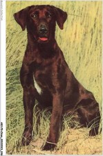AKVP9-0668-CHIEN - UN LABRADOR