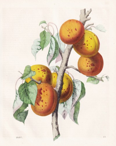 Abricots fruits pomologie - abricots,