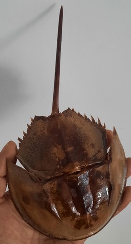 Curiosité taxidermie - curiosité, ,