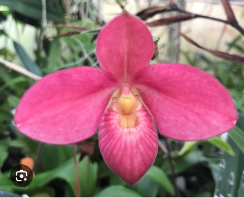 Phragmipedium ula - , qf