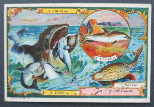 Carte visite baleine barbue - visite,