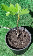 Figuier Ficus Carica /Figue