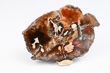 Bois petrifié du Madagascar silicifié fossile de collection Fossilisé 129g