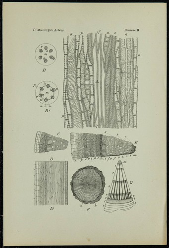 1898ca anatomie bois - -, du