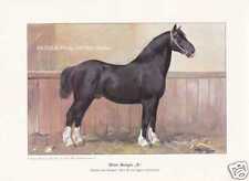 Shire Cheval Étalon " X "