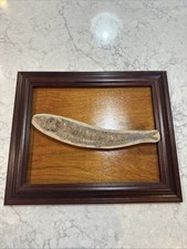 Vinctifer Comptoni Fish Fossil