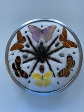 Cadre Entomologie Insectes Naturalisés (papillons araignée coléoptères)