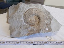 FOSSILE.FRANCE.AMMONITE DEROULEE.HAUTERIVIEN.DROME.LA CHARCE.MASSE 2700 GRAMMES.
