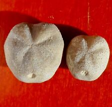 OURSIN FOSSILE  CRÉTACÉ