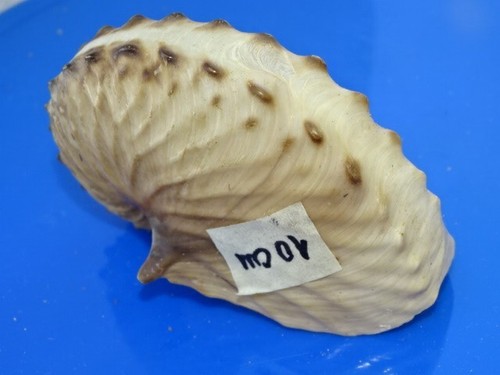 Argonaute bicornuta 10cm