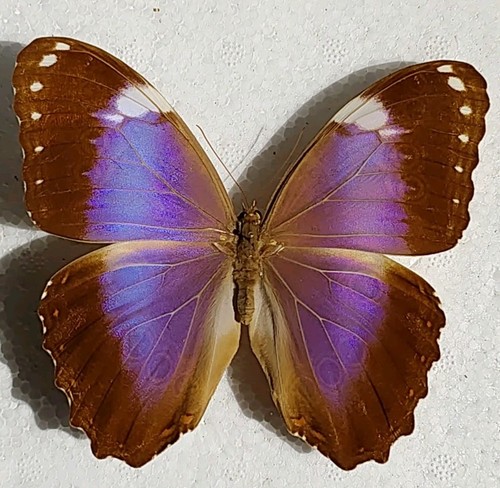 Morpho helenor ssp violaceus - morpho,