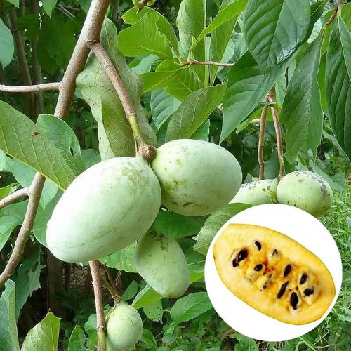 Asimina triloba asiminier - triloba,