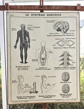 ancienne affiche hatier 11 corps humain muscles articulations système nerveux