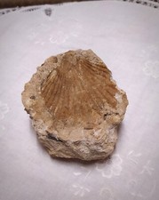 (curiosité) Empreinte de