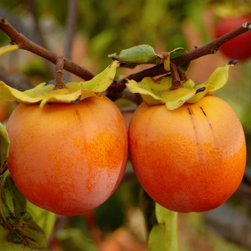 Plante fruitière caco pomme - fruitiÈre,