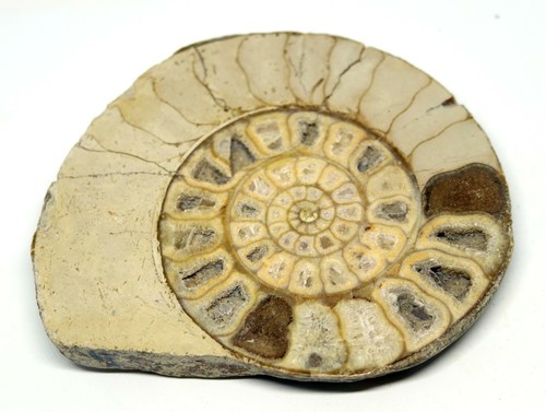 Limestone ammonite fossil - limestone,