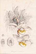 Orchidée Stanhopea Ecornuta Fleur Botanique Litho Houtte