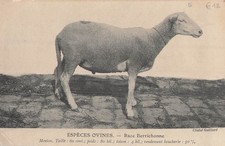 Especes ovines race - ovines,