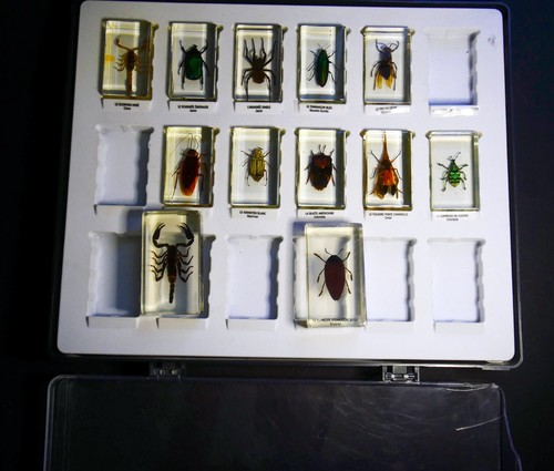 Cabinet entomologie insectes - cabinet, ,