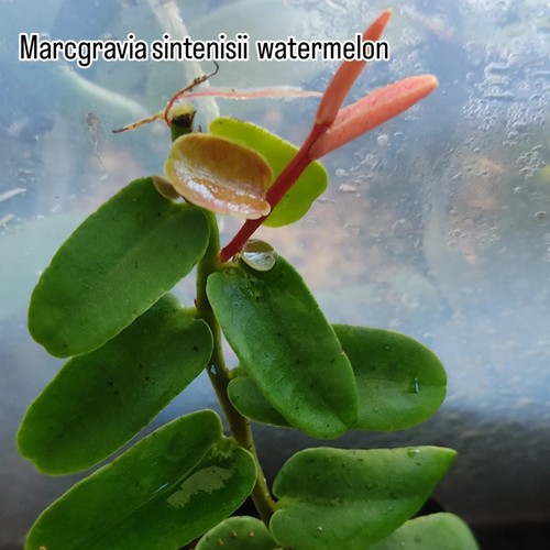 Marcgravia sintenisii - marcgravia,